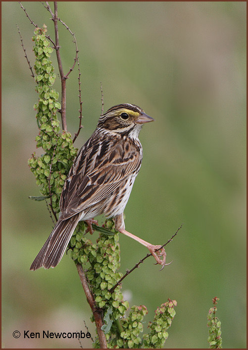 Savannah Sparrow